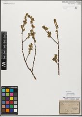 Foto von Salix myrsinifolia Salisb.